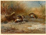 Archibald Thorburn Canvas Paintings - Snipe Probing